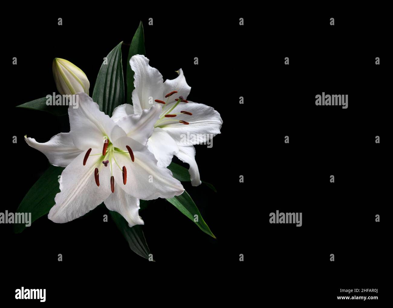 pair of beautiful elegant lily  Lilium candidum with greenery isolated on a black background  , ideal for graphic resources or cards Stock Photo