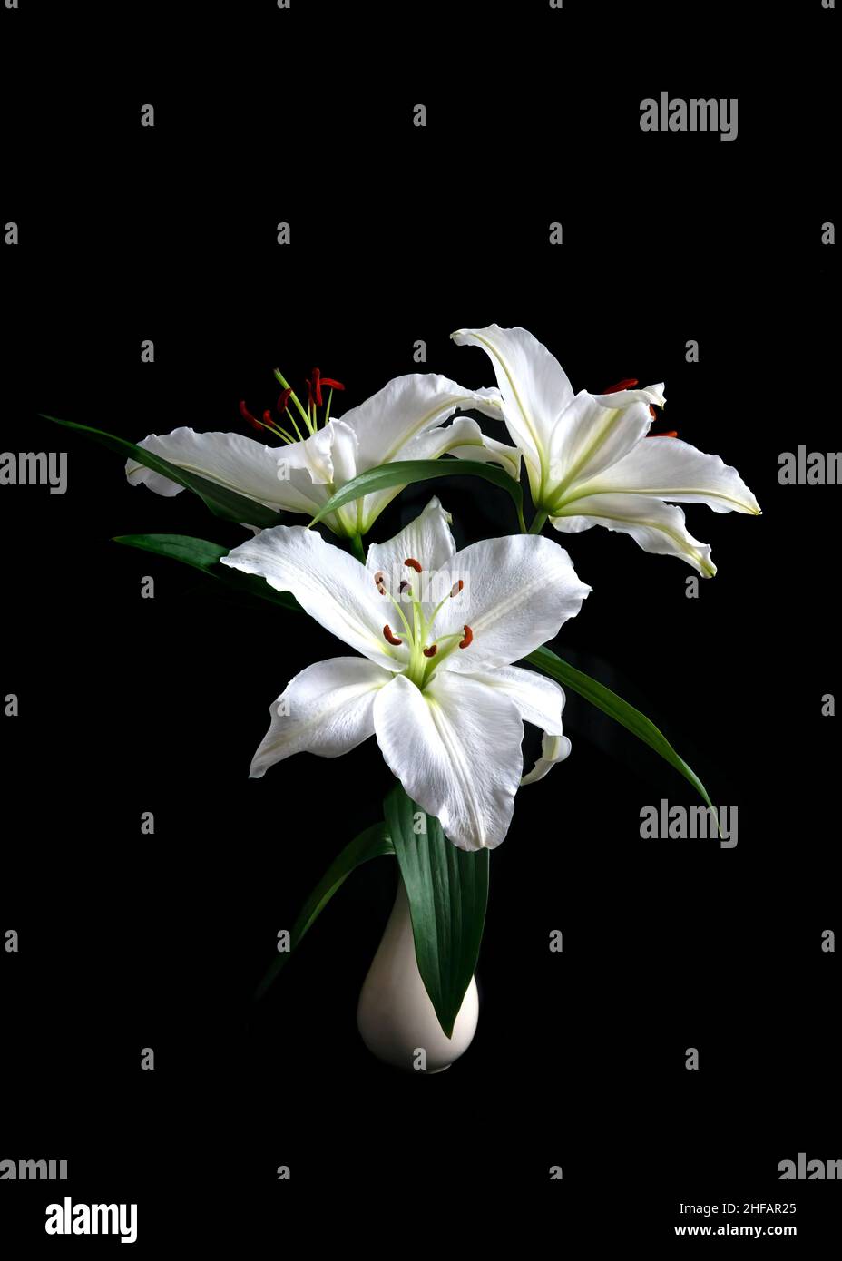 elegant lily  Lilium candidum with greenery in a small vase isolated on a vertical black background  , ideal for graphic resources or cards Stock Photo