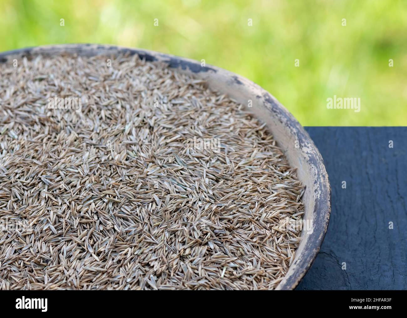 rye grass seed  in a bowl ready to sow with grown lawn in the background, selective focus   blurred  top   for copy space Stock Photo