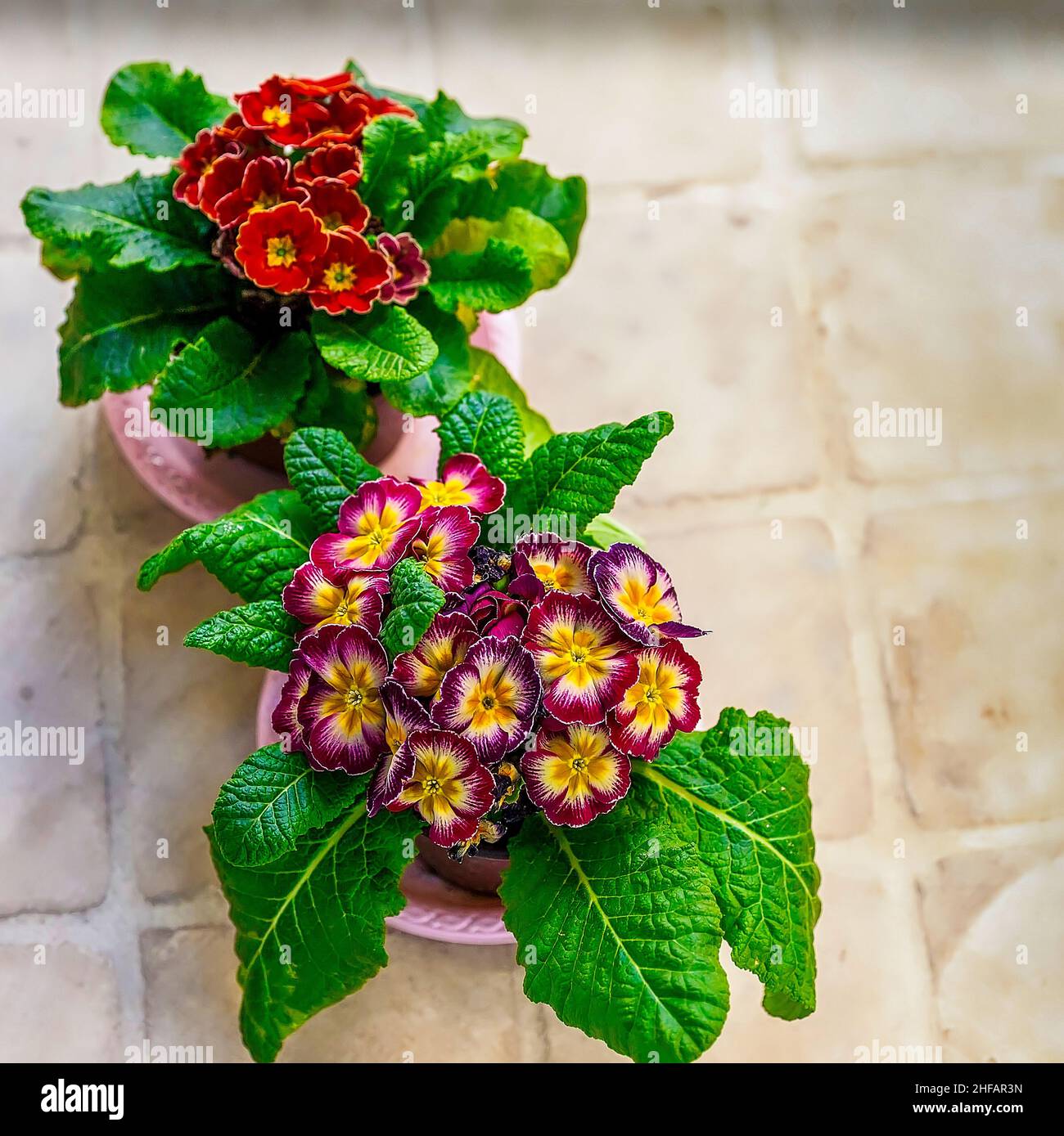 Primula Auricula Flowers.Isolated. Flat Lay Two colorful flower pots on a  tile surface. Focus in the front. Stock Image. Stock Photo