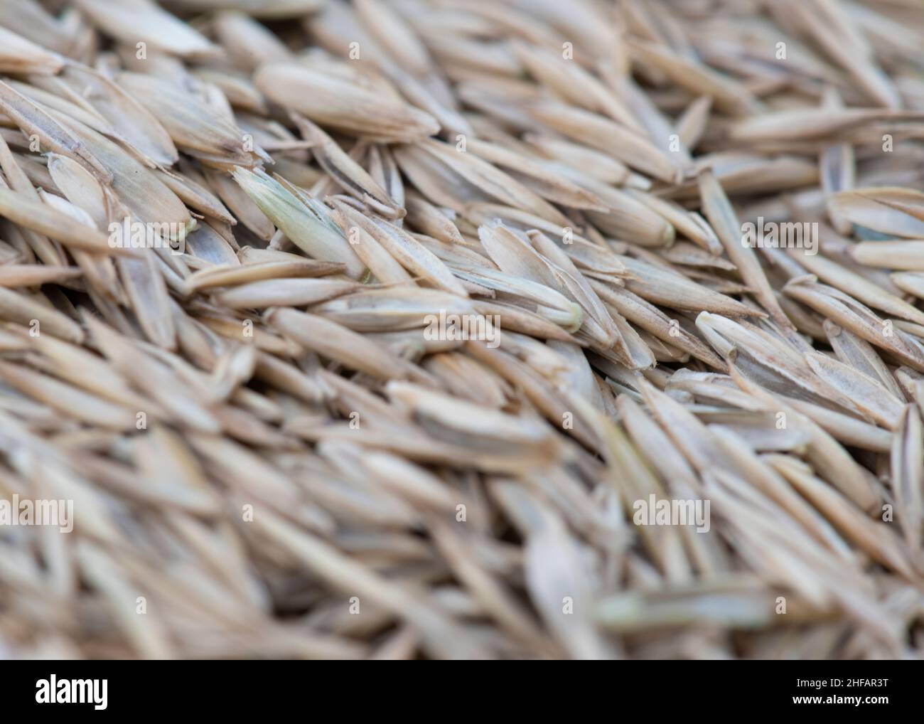 rye grass seed in selective focus  full image close up macro shot  blurred  top and bottom  for copy space Stock Photo
