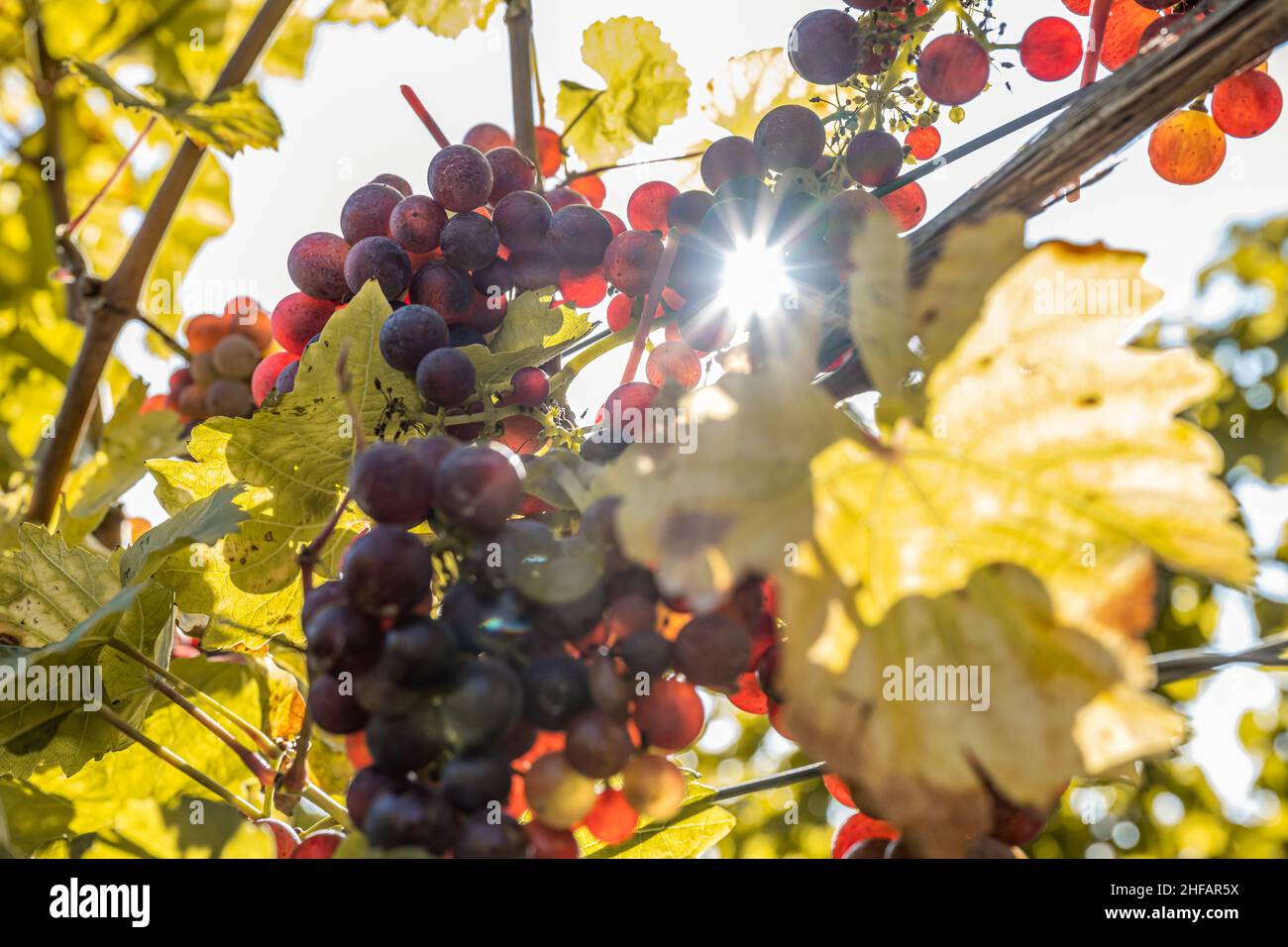 Sun shining through Red Wine grapes ready for harvest Region Moselle River Winningen Germany. Stock Photo
