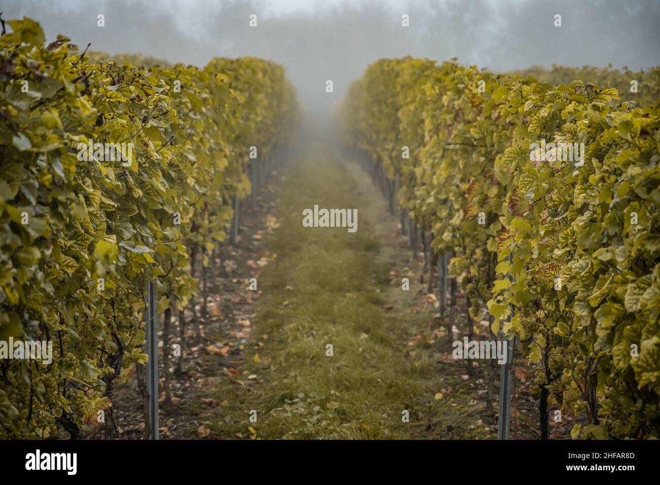 white Wine grapes fall morning mist ready for harvest Region Moselle River Winningen Germany. Stock Photo