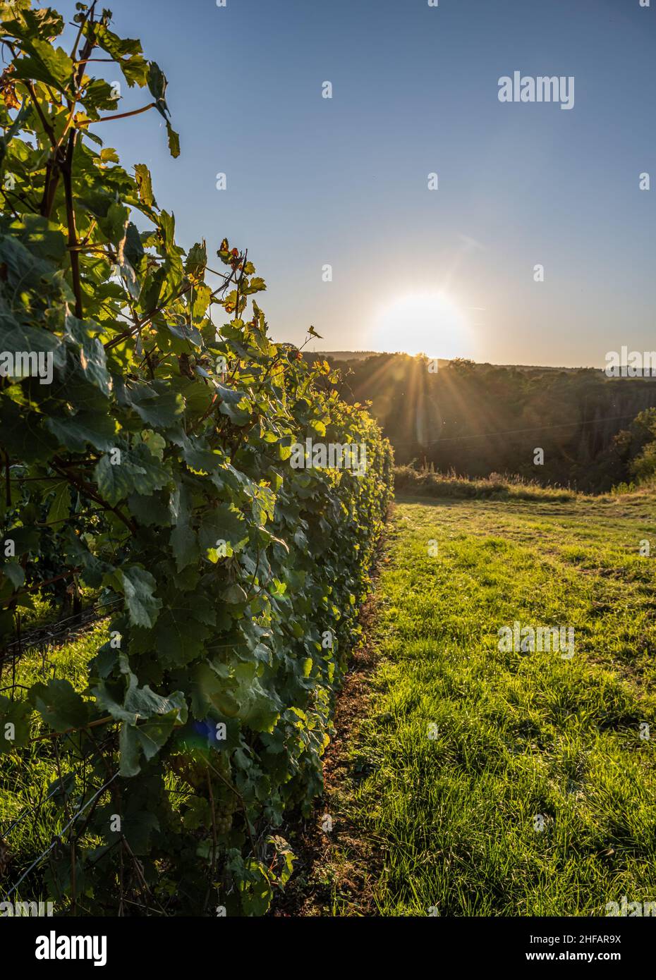 white Wine grapes fall sunset ready for harvest Region Moselle River Winningen Germany. Stock Photo