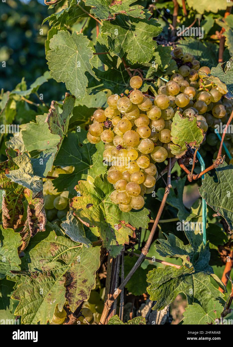 white Wine grapes fall sunset ready for harvest Region Moselle River Winningen Germany. Stock Photo