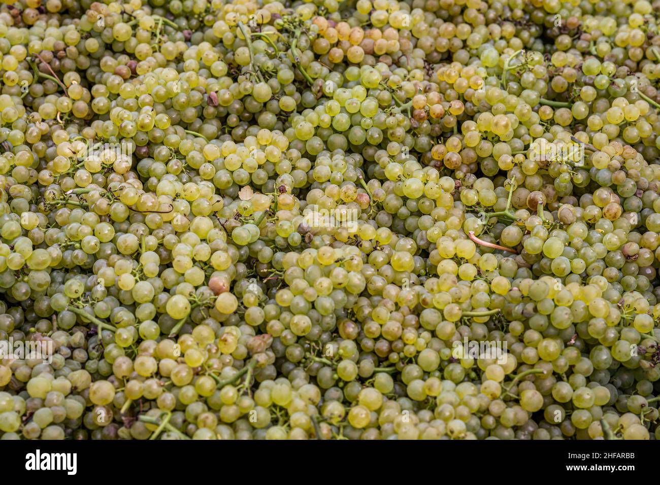 white Wine grapes harvest Region Moselle River Winningen Germany. Stock Photo
