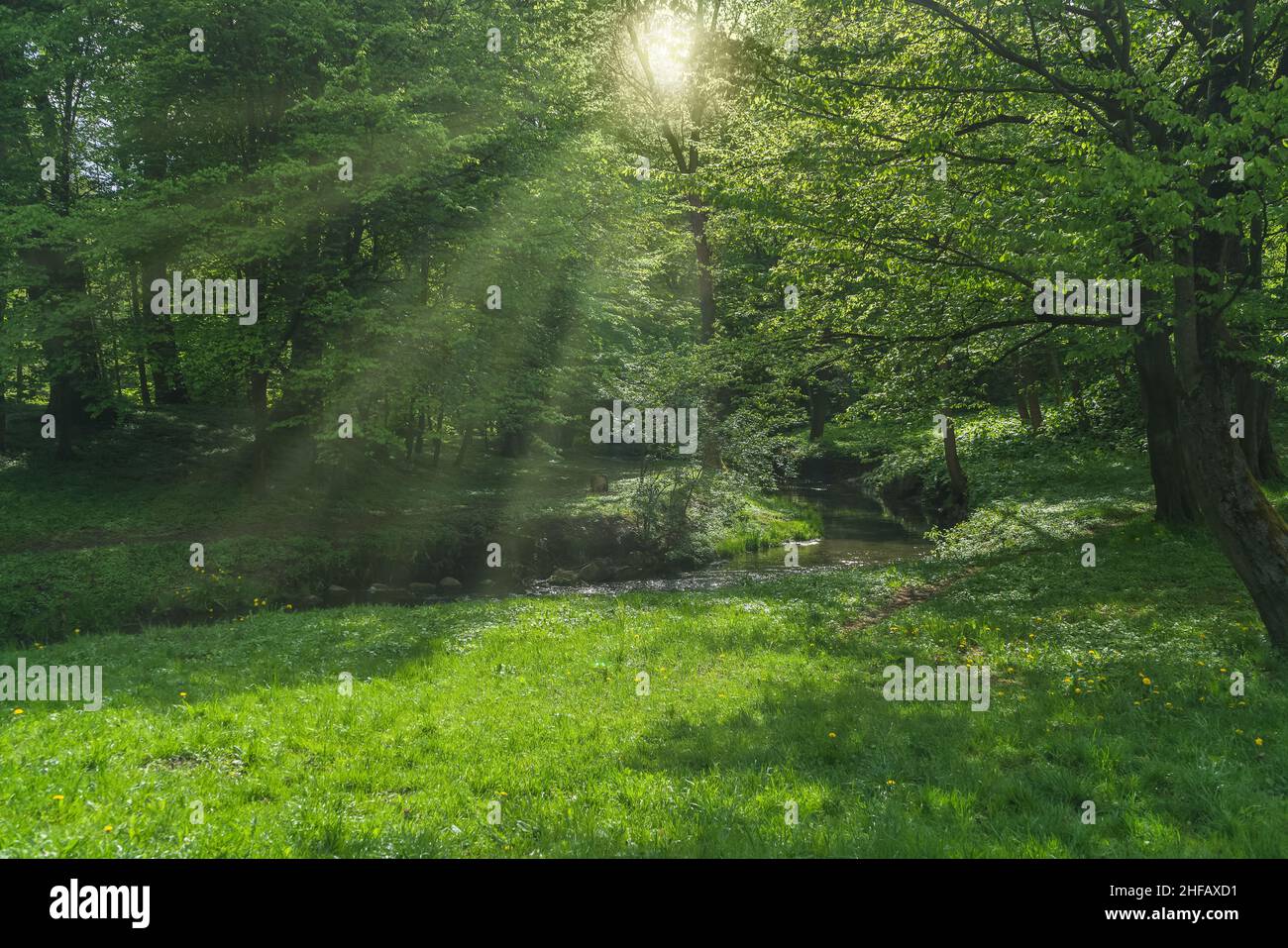 sun rays in spring forest with small stream and grass lawn Stock Photo
