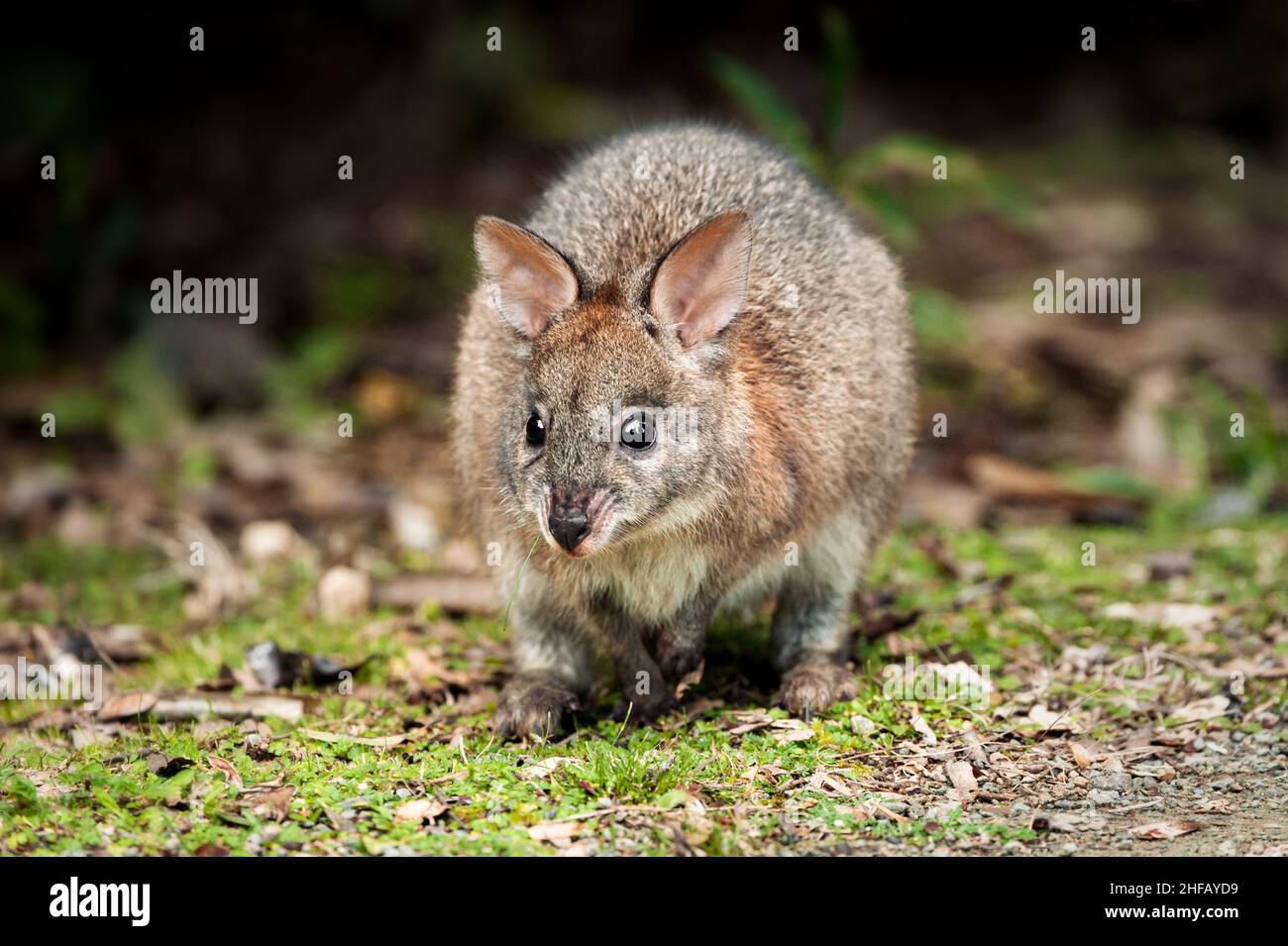 Red-necked Pademelon feeding on a forest clearing. Stock Photo