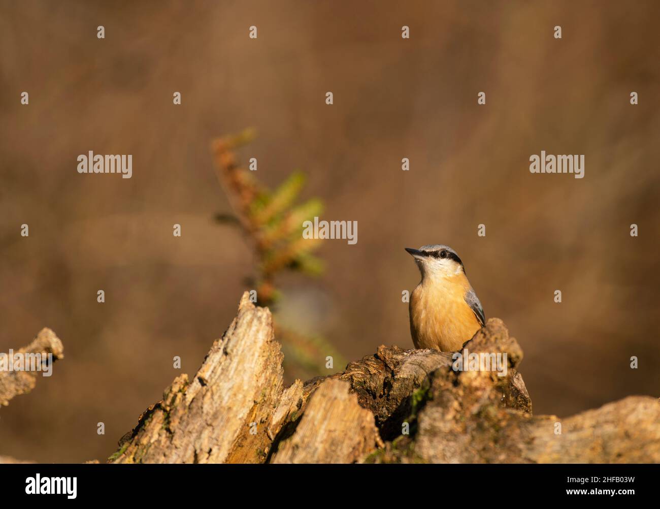 Eurasian Nuthatch,  Sitta europaea,searches for food, late winter in a Sussex woodland Stock Photo