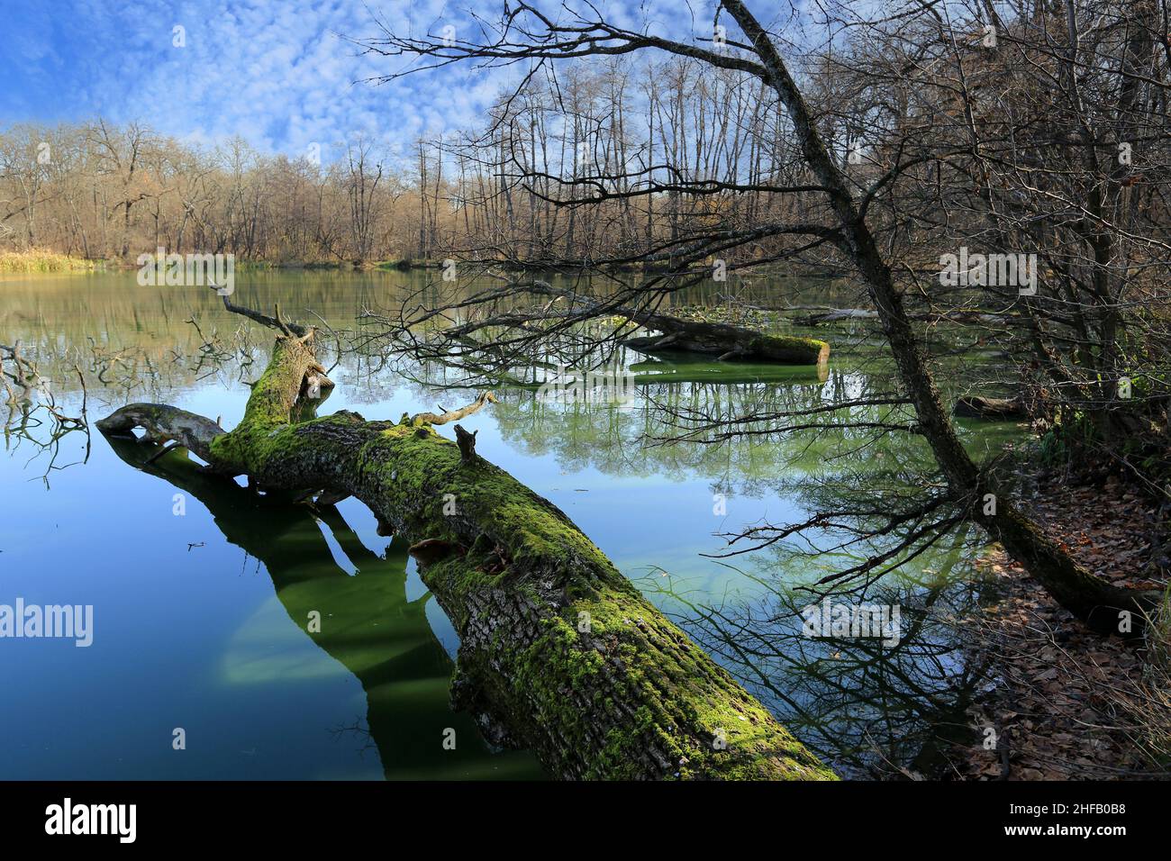Dead trees in the lake hi-res stock photography and images - Alamy