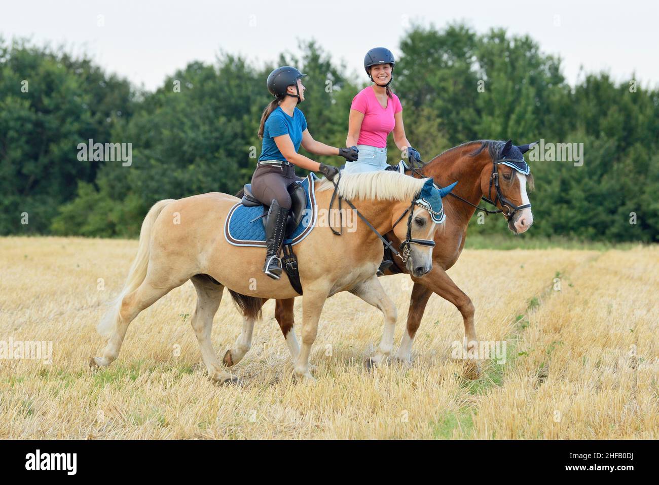 Friends riding on back of a Connemara pony and a Haflinger horse in a stubble field Stock Photo