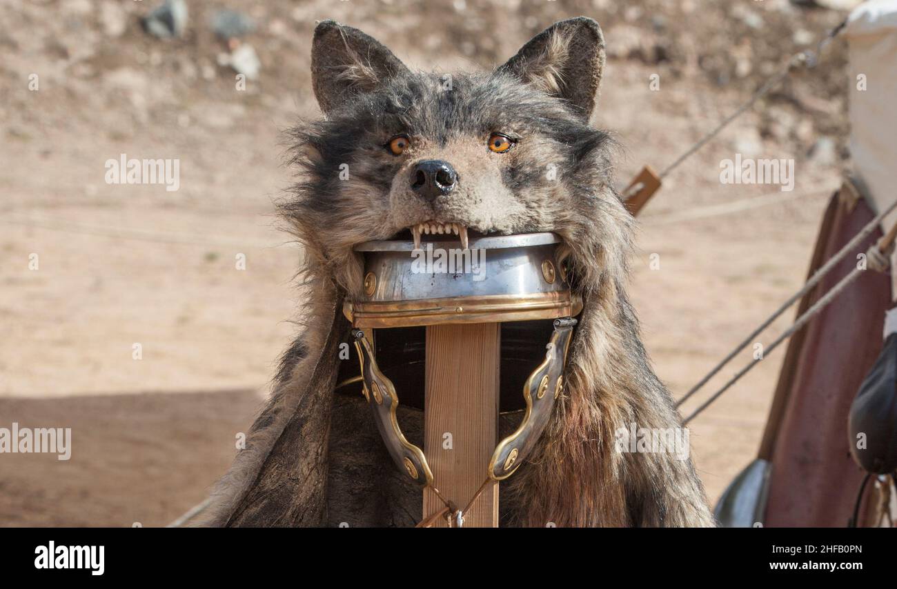 Signifer equipment or standard bearer of the Roman legions. These roman officers covered their helmets with wolf furs Stock Photo