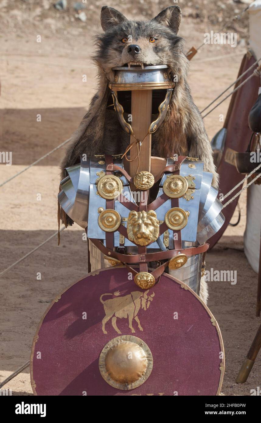 Signifer equipment or standard bearer of the Roman legions. These roman officers covered their helmets with wolf furs Stock Photo