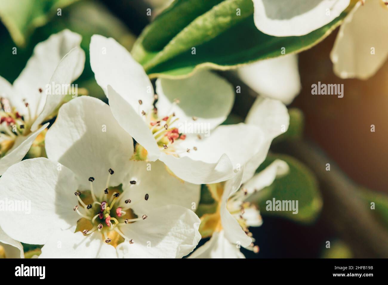 Macro photo of beautiful white cherry flowers in the spring in the garden, closeup Stock Photo