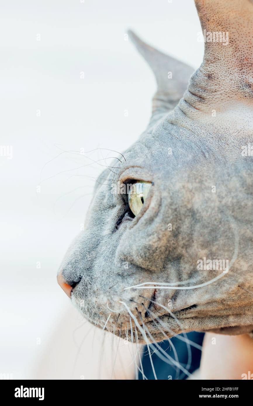 Closeup of the Sphinx cat looking away, profile, macro photo Stock Photo