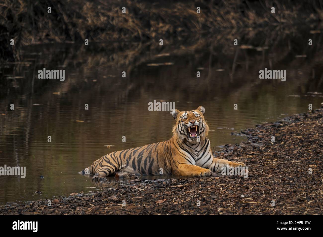The Worlds Most Endangered Cat High Resolution Stock Photography and ...