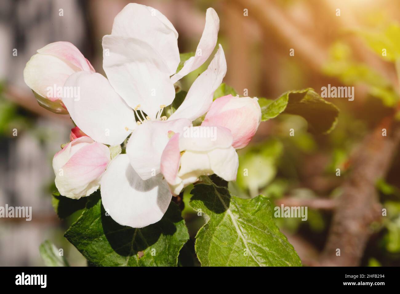 Close up of white apple blossoms and pink buds in the spring garden, in the forest. Macro photo Stock Photo
