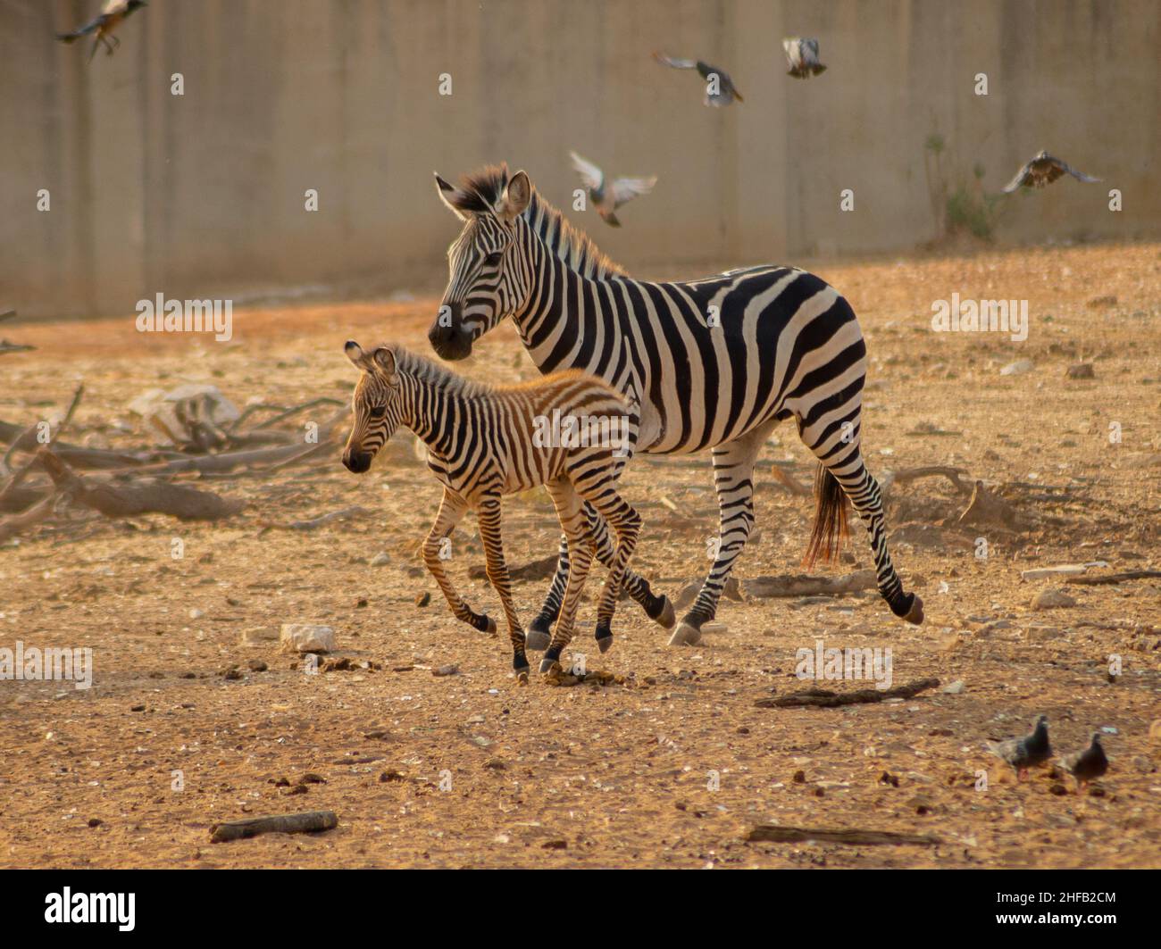 A zebra and her calf running in the Ramat gan safari Stock Photo
