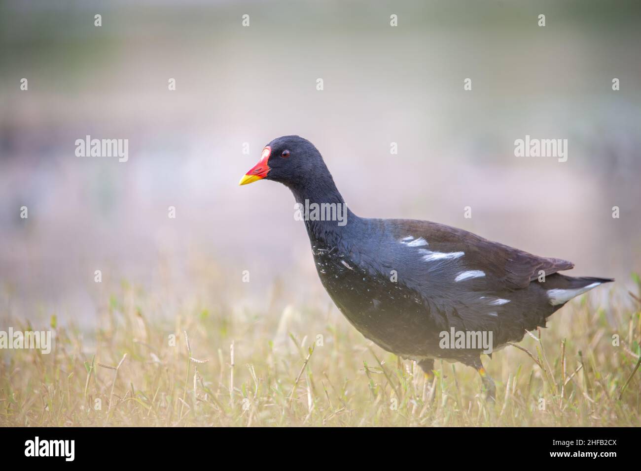 The picture is of a Moorhen looking for food, the image is shot from ground level. the moorhen just got out of the water before this picture was taken Stock Photo