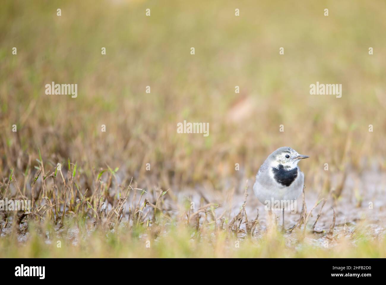 White wagtail looking for food, Photographed from ground level Stock Photo