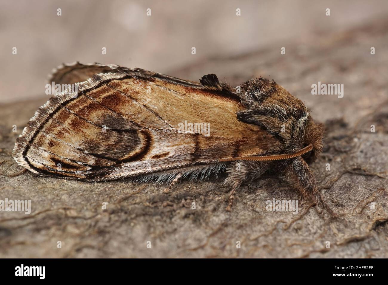 Closeup on a pebble prominent moth, Notodonta ziczac, sitting on wood in the garden Stock Photo