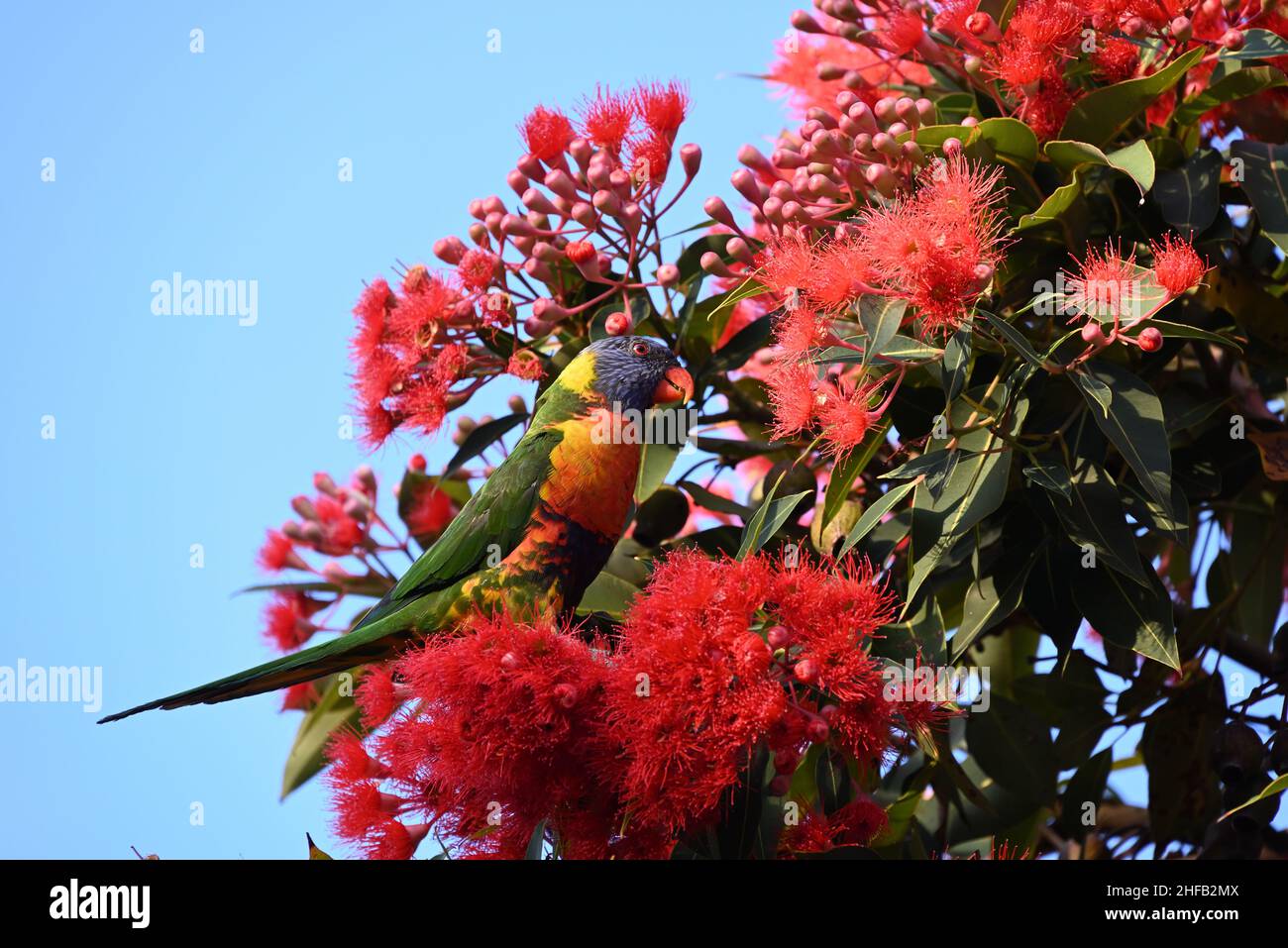 Rainbow lorikeet standing upright while eyeing red flowers in a red flowering gum, corymbia ficifolia, with clear blue sky in the background Stock Photo