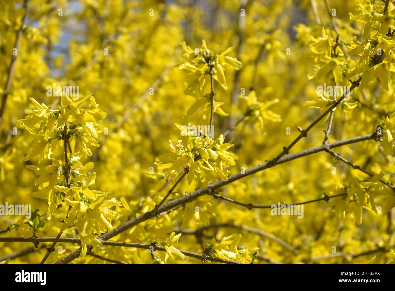 Bright yellow flowering of Forsythia- shrub from family of Olives (Oleaceae). Most forsythia species originate from China. Selective focus. Stock Photo