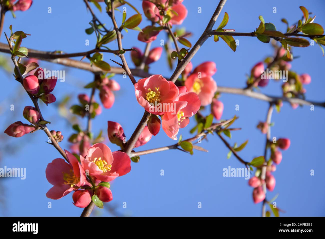 Pink flowers on branches of shrub Japanese quince against blue sky