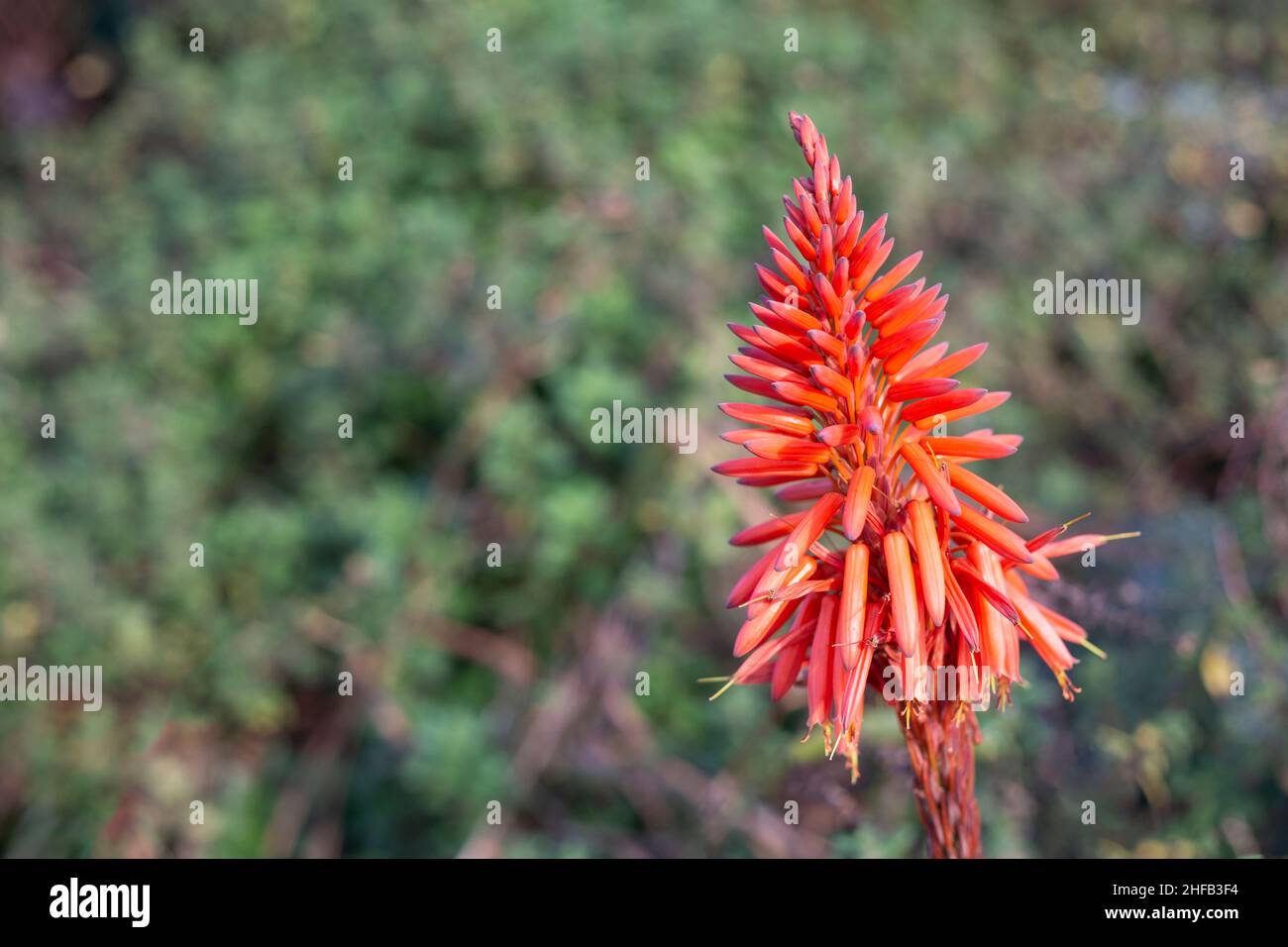 Genus aloe hires stock photography and images Alamy