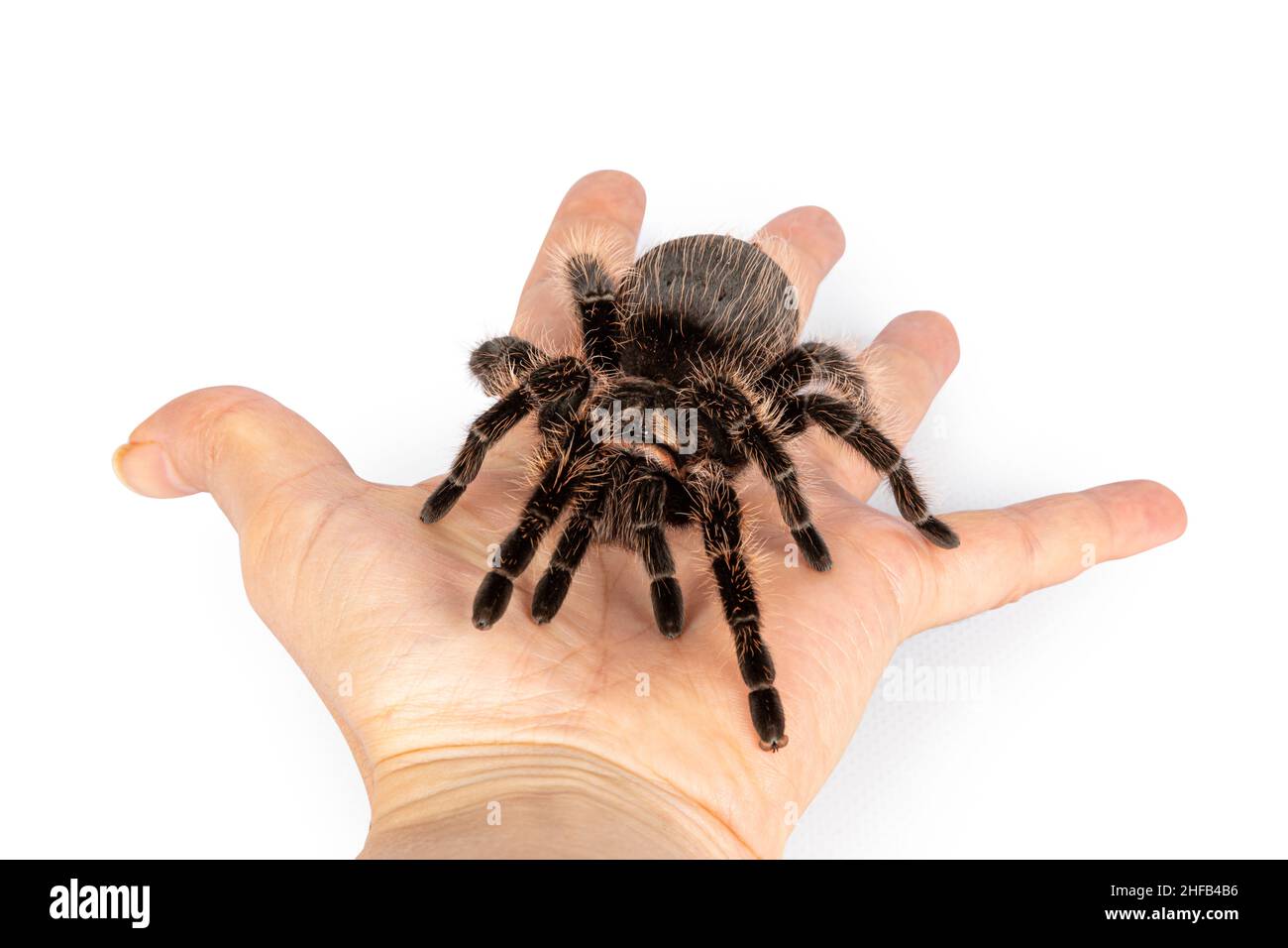 Top view of female adult Curly Hair Tarantula aka Tliltocatl albopilosus, standing on human hand. Isolated on a white background. Stock Photo
