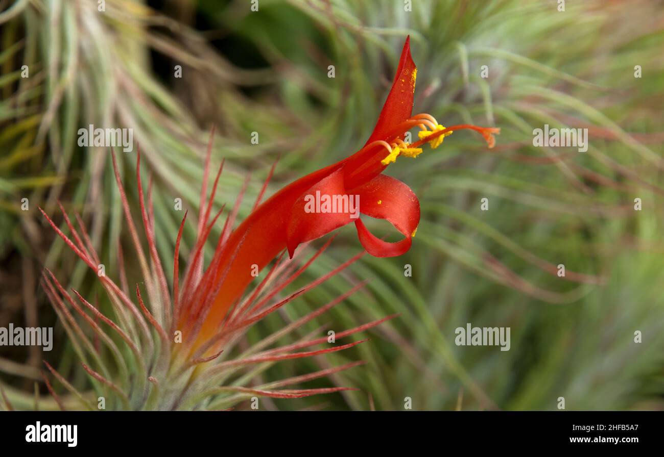 Sydney Australia, orange flower of a tillandsia funckiana airplant with blurred background Stock Photo
