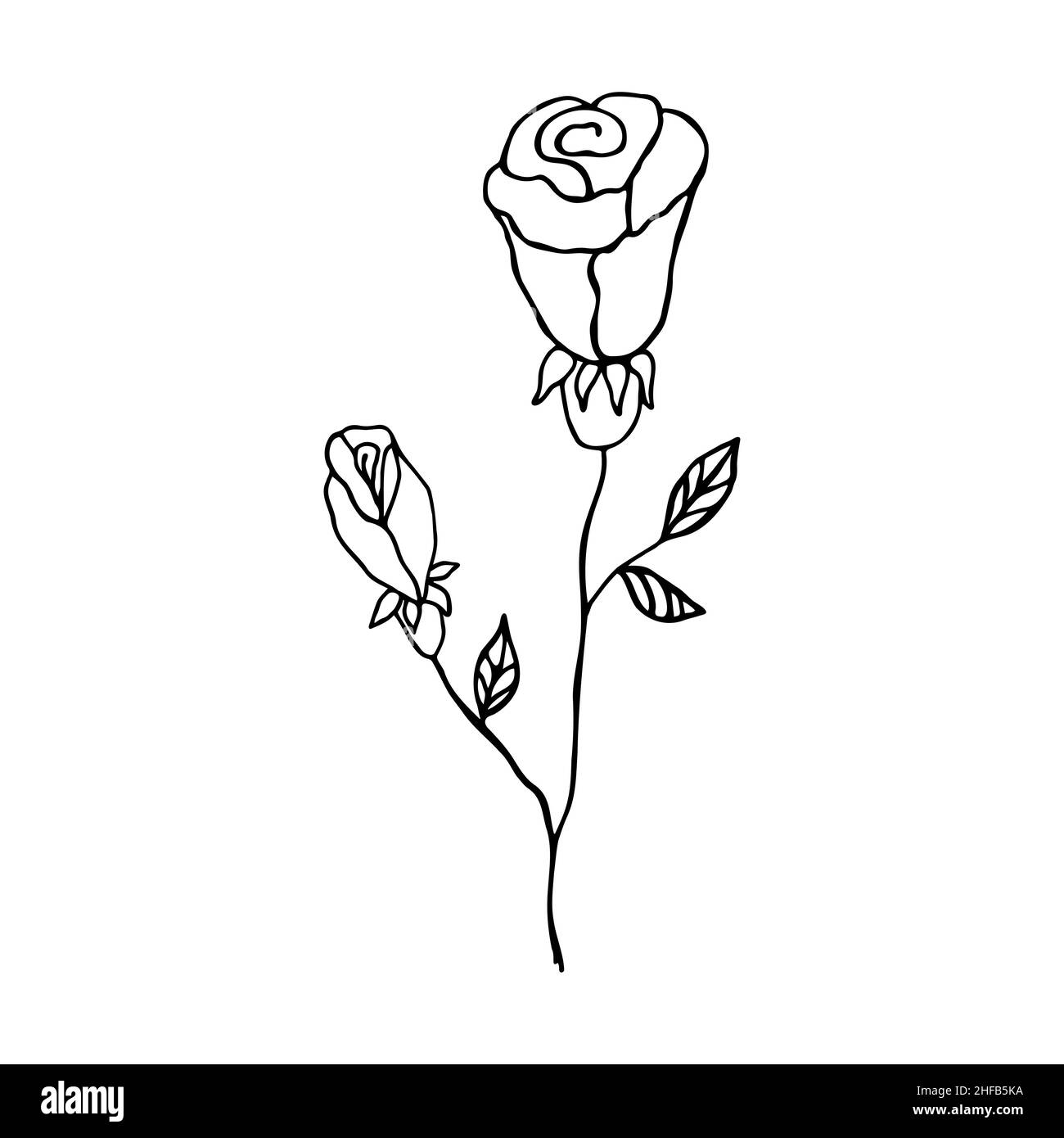 Painted rose. Handdrawn flower, botanical design element. Vector flower illustration Stock