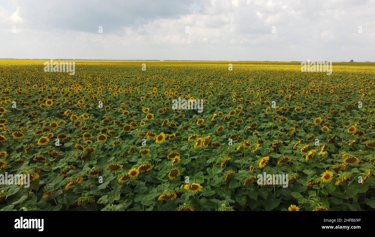 A field of sunflowers under a cloudy sky Stock Photo - Alamy