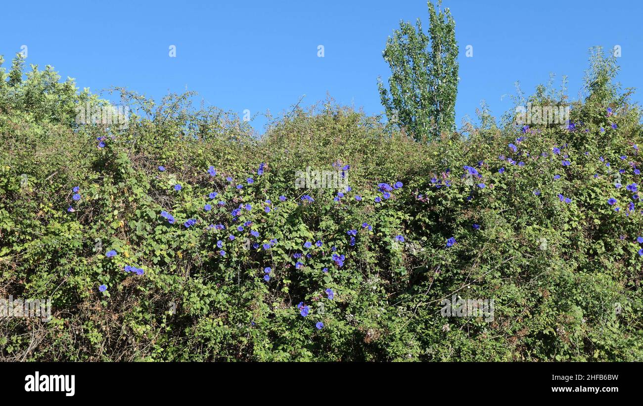 Orange field bindweed flowers hi-res stock photography and images - Alamy