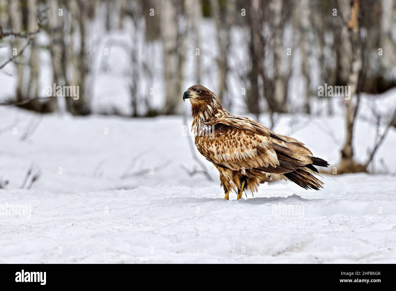 White-tailed eagle in snow Stock Photo