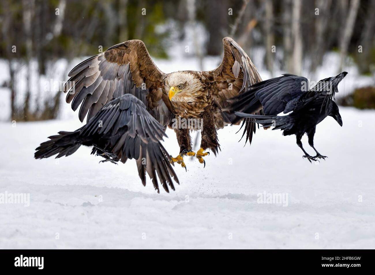 Whitetailed eagle landing Stock Photo Alamy