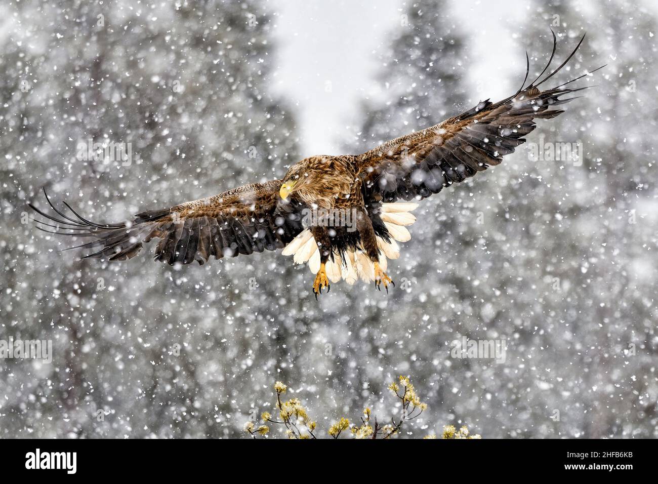 White-tailed eagle in heavy snowfall Stock Photo