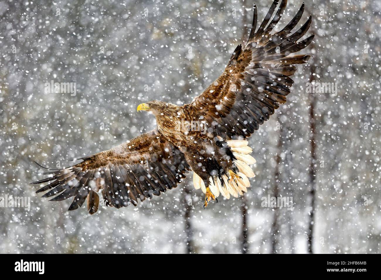 White-tailed eagle in heavy snowfall Stock Photo