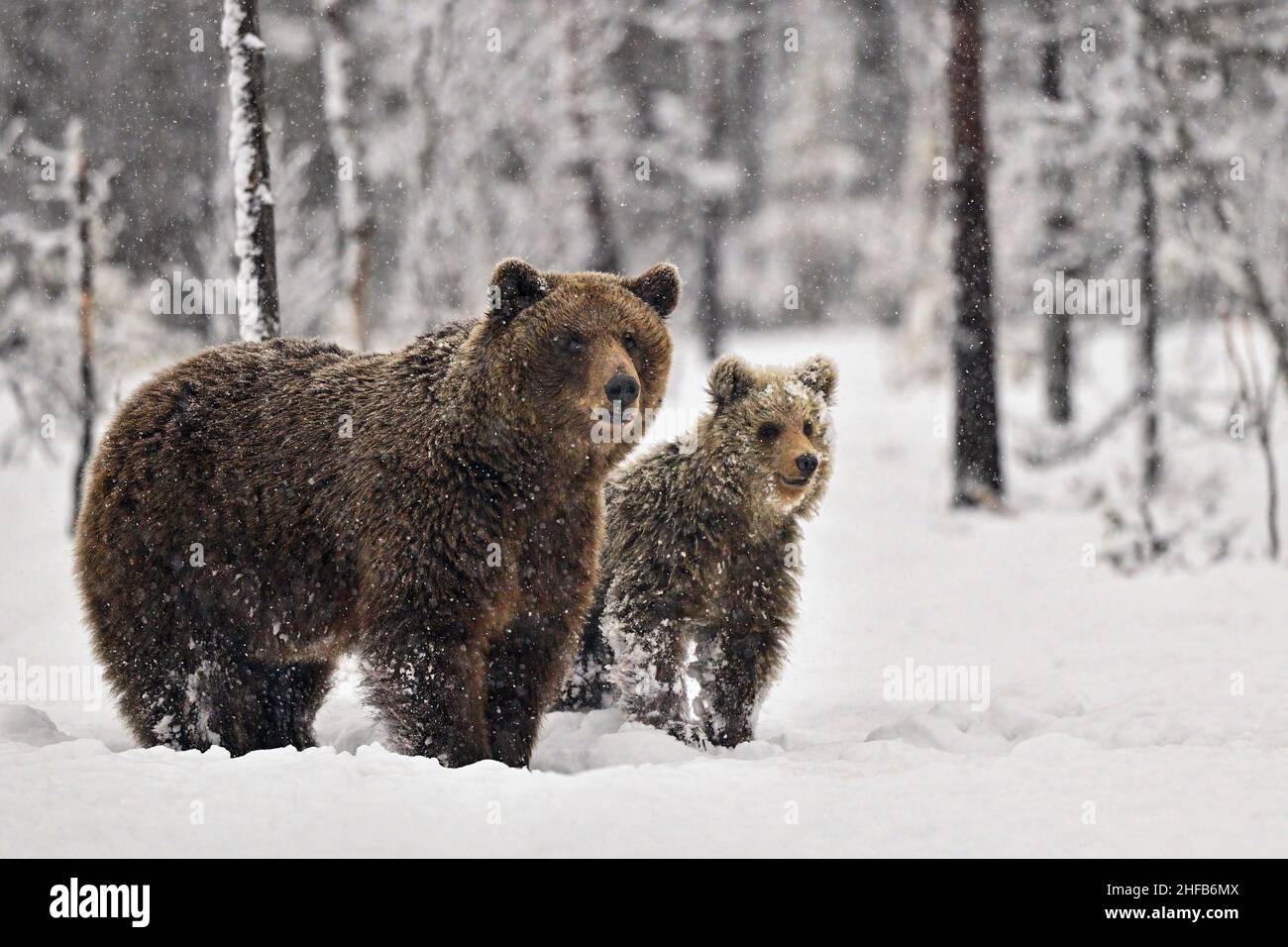 Brown bear mom with yearlings. It's mid may in north Finland where bears have woke up from hipernation. It should be spring now but instead the winter Stock Photo