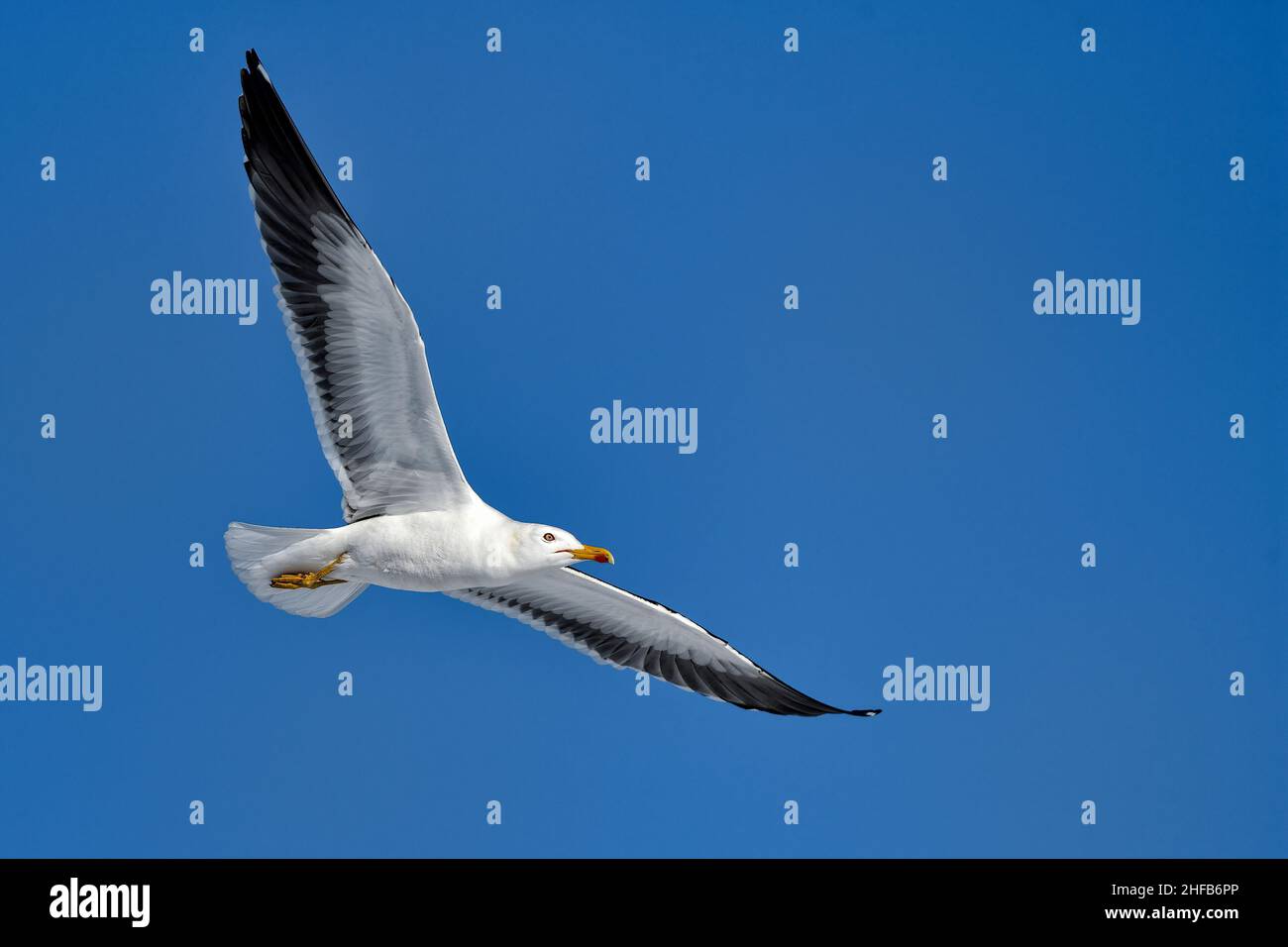 Lesser black-backed gull flyby Stock Photo