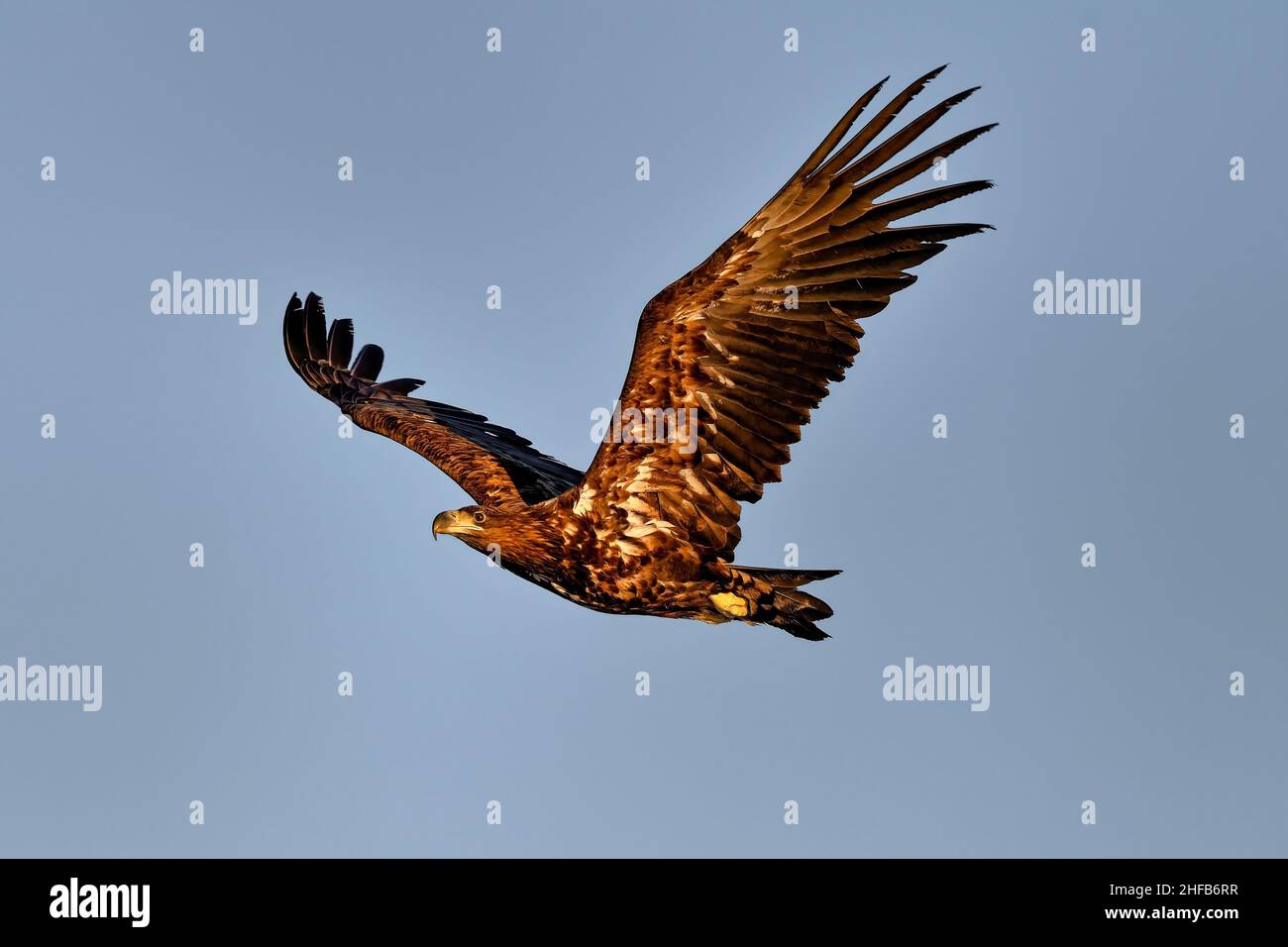 White-tailed eagle in full swing Stock Photo