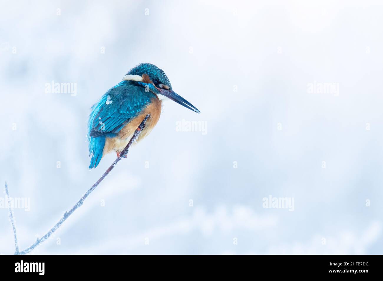 Beautiful Common Kingfisher, Alcedo atthis perched on a small branch on a cold winter day in Estonia, Northern Europe Stock Photo