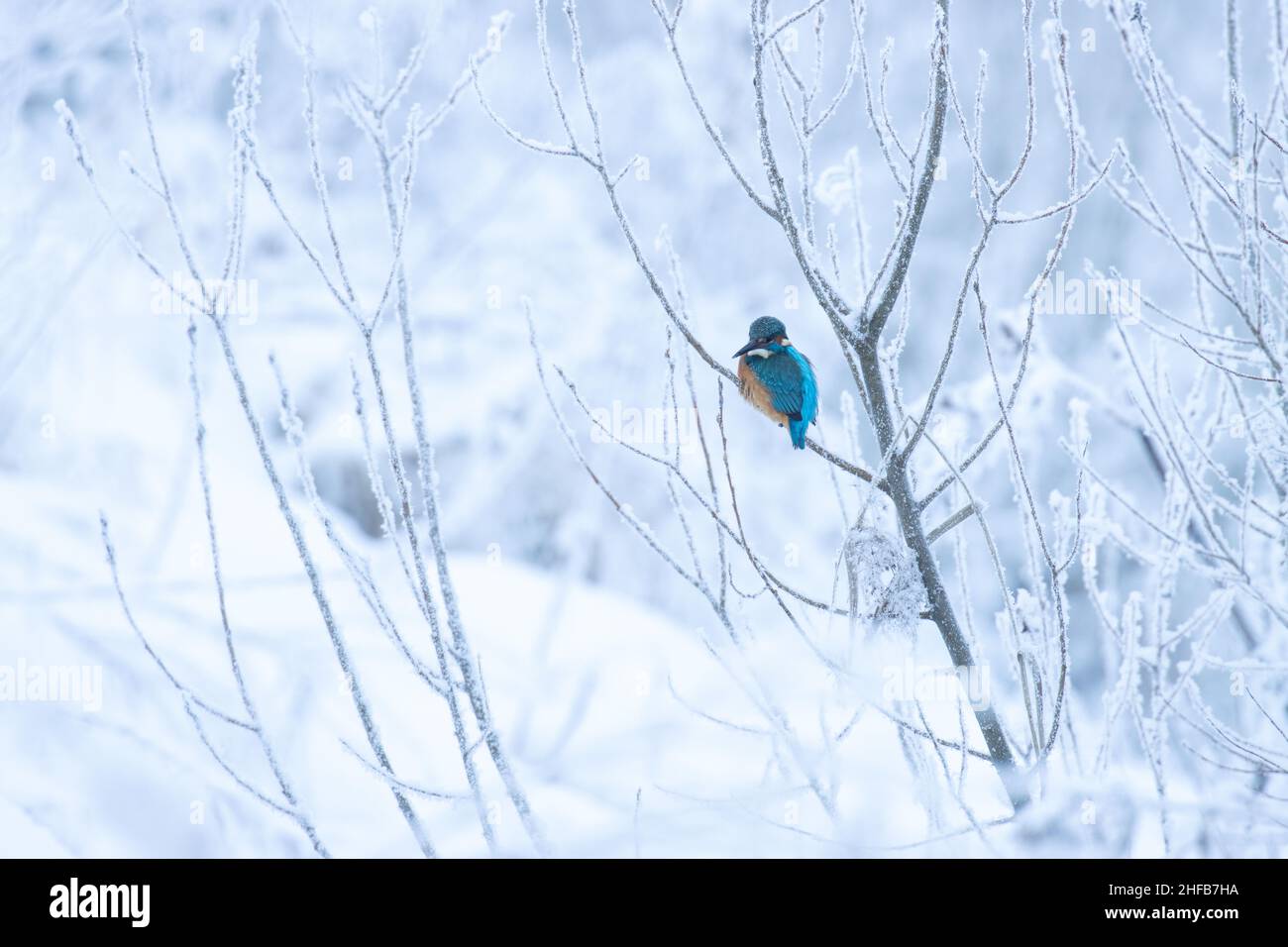 Beautiful Common Kingfisher, Alcedo atthis perched on a small branch on a cold winter day in Estonia, Northern Europe Stock Photo