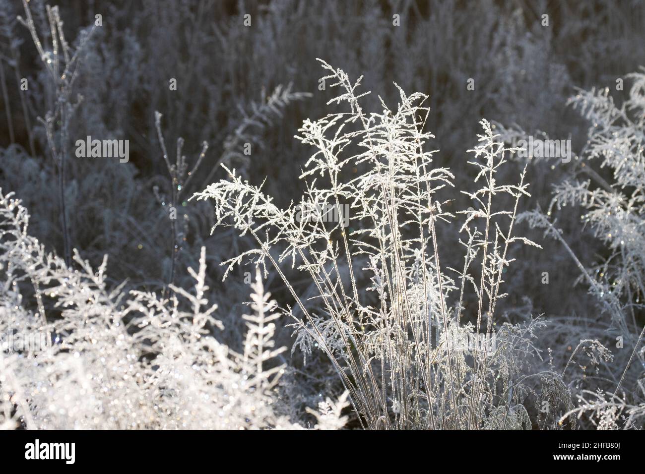 Frosty straws on a really cold day in Estonia, Northern Europe. Stock Photo