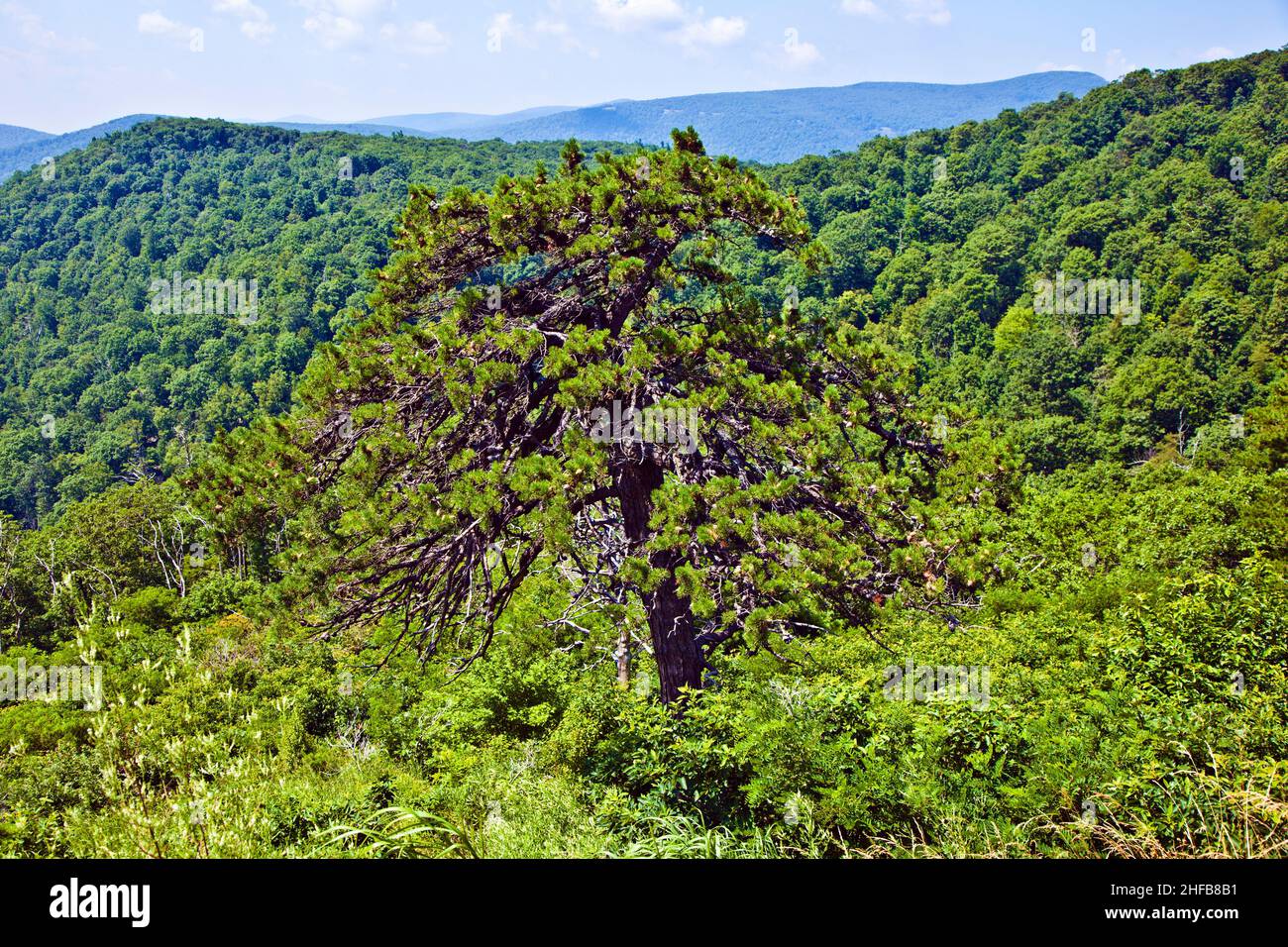 Beautiful forest in the popular Blue Ridge Mountains in Shenandoah ...