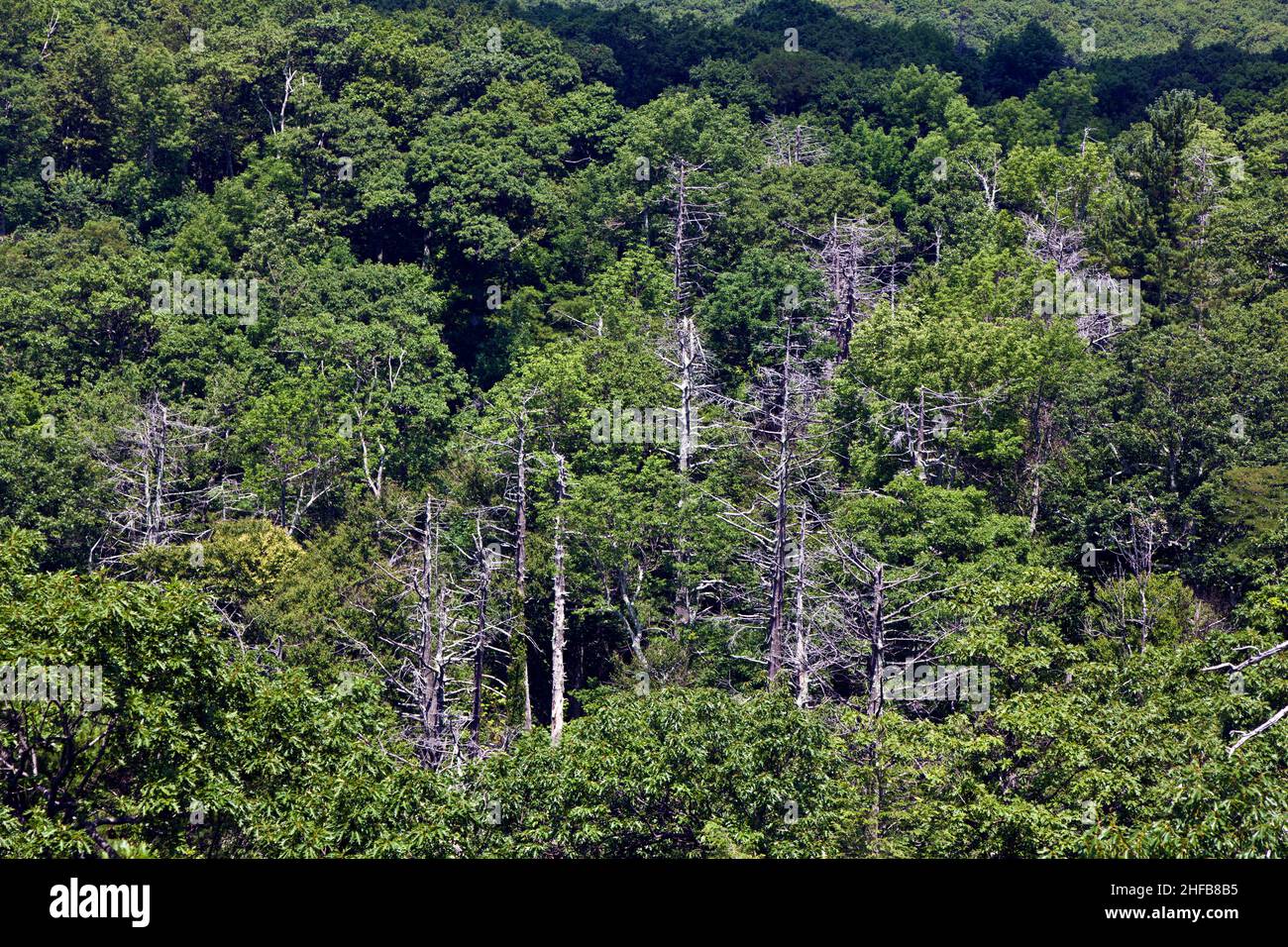 Beautiful forest in the popular Blue Ridge Mountains in Shenandoah ...