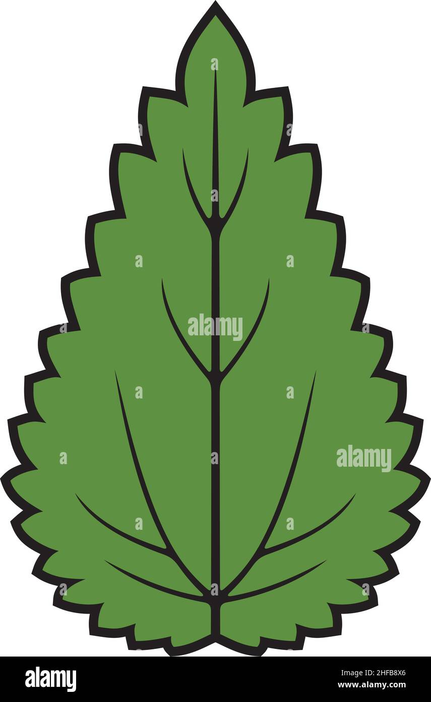 Nettle leaf color vector illustration Stock Vector