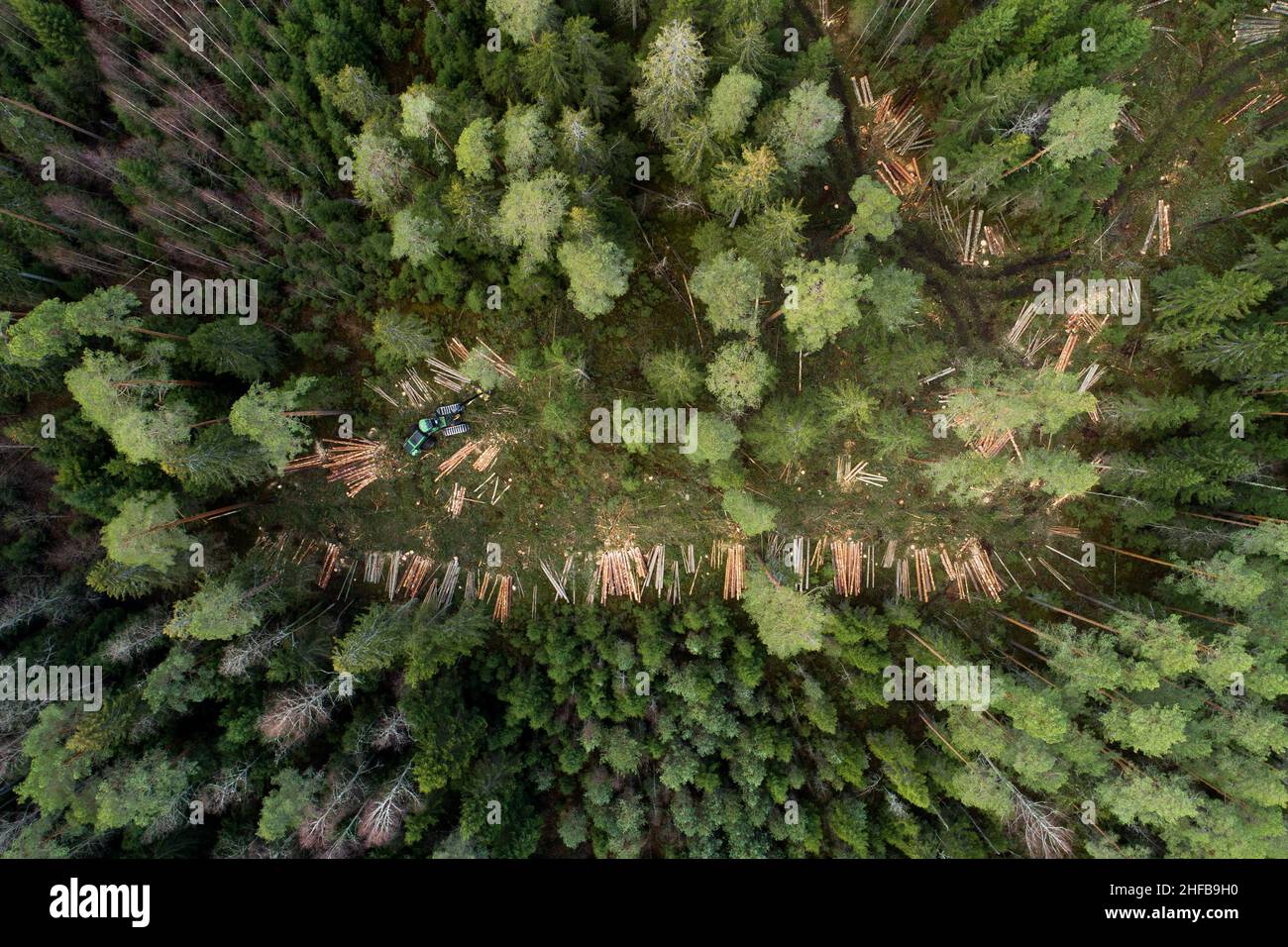 Aerial of a green wood harvester cutting down some trees in Estonian coniferous forest. Stock Photo