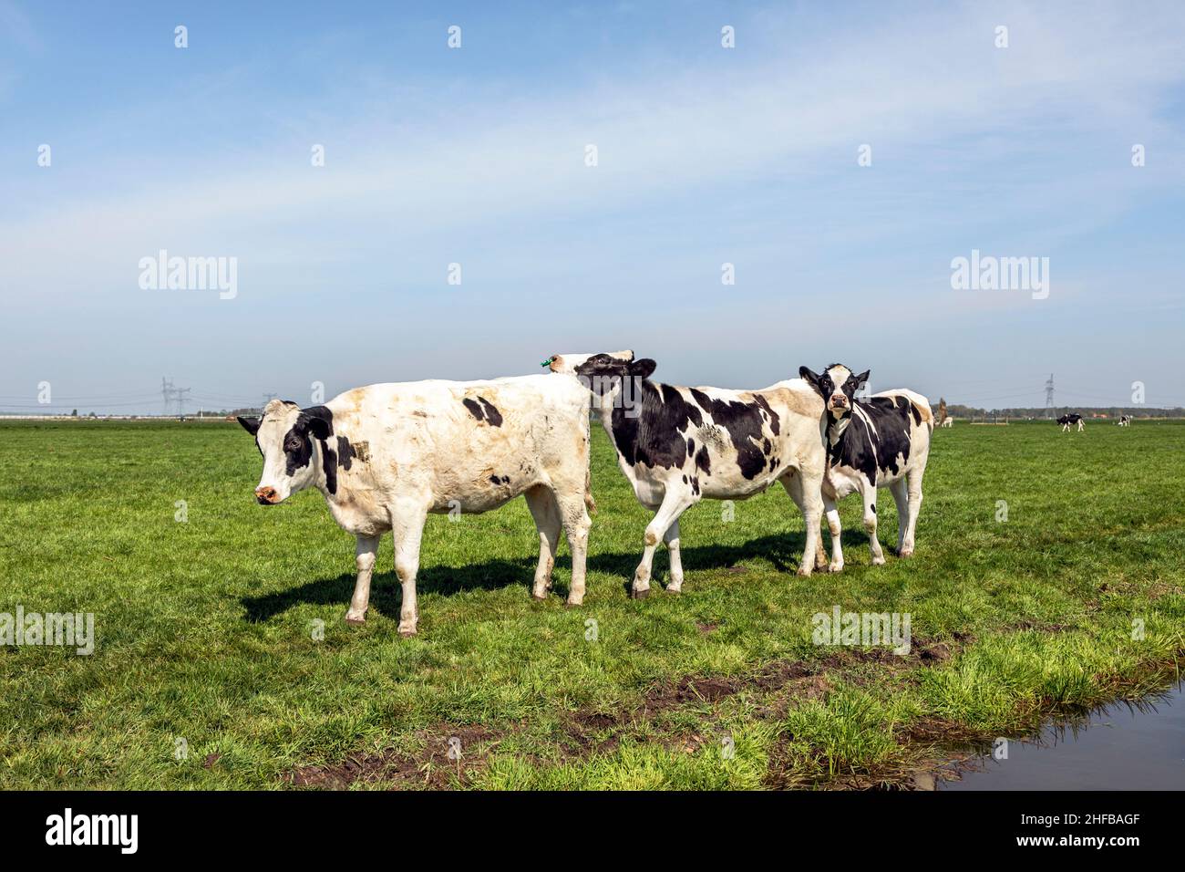 Three cows in a row, in polonaise walking in a green meadow, black and white. A chain collision in the field Stock Photo