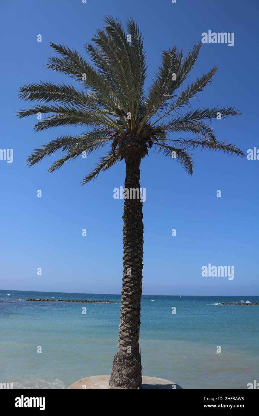 Palm Tree in Cyprus Stock Photo Alamy